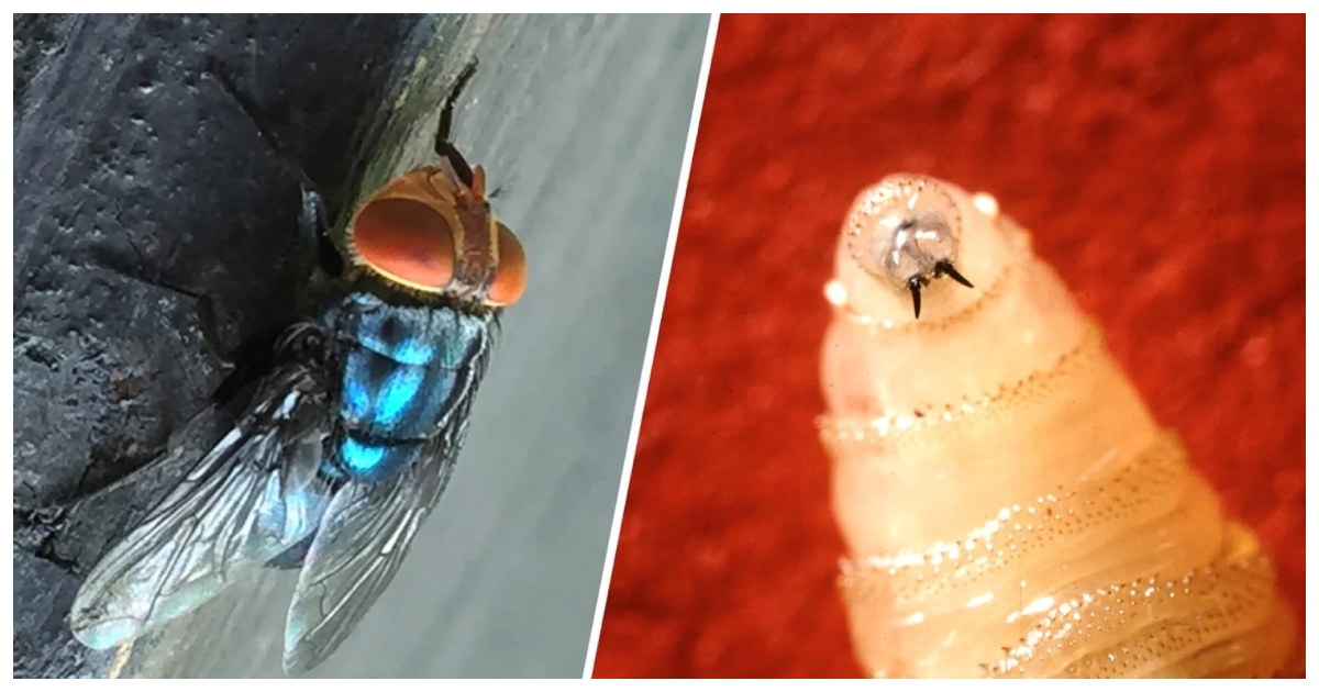 চোখ, নাক এবং মুখেও পরজীবীটির ম্যাগট বা লার্ভা পাওয়া যেতে পারে। ছবি: সিবিএস নিউজ